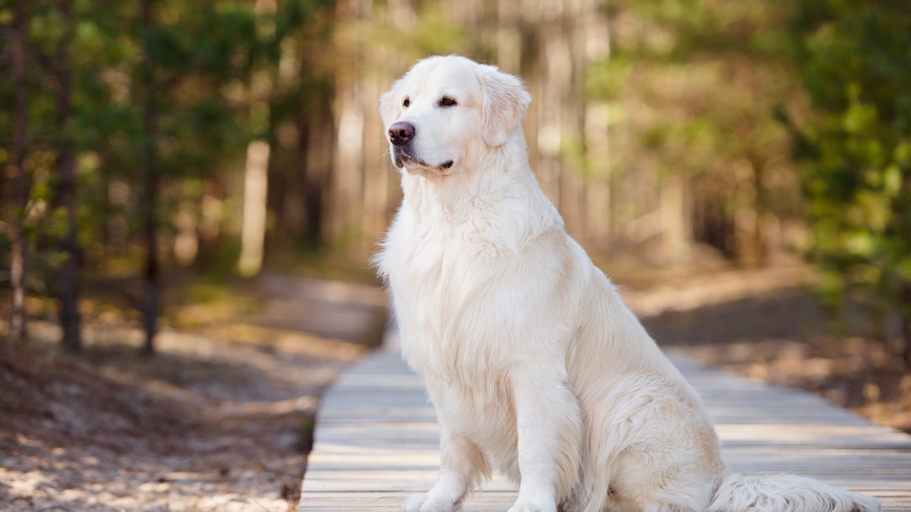 Серьезный золотистый ретривер сидит на деревянном мосту