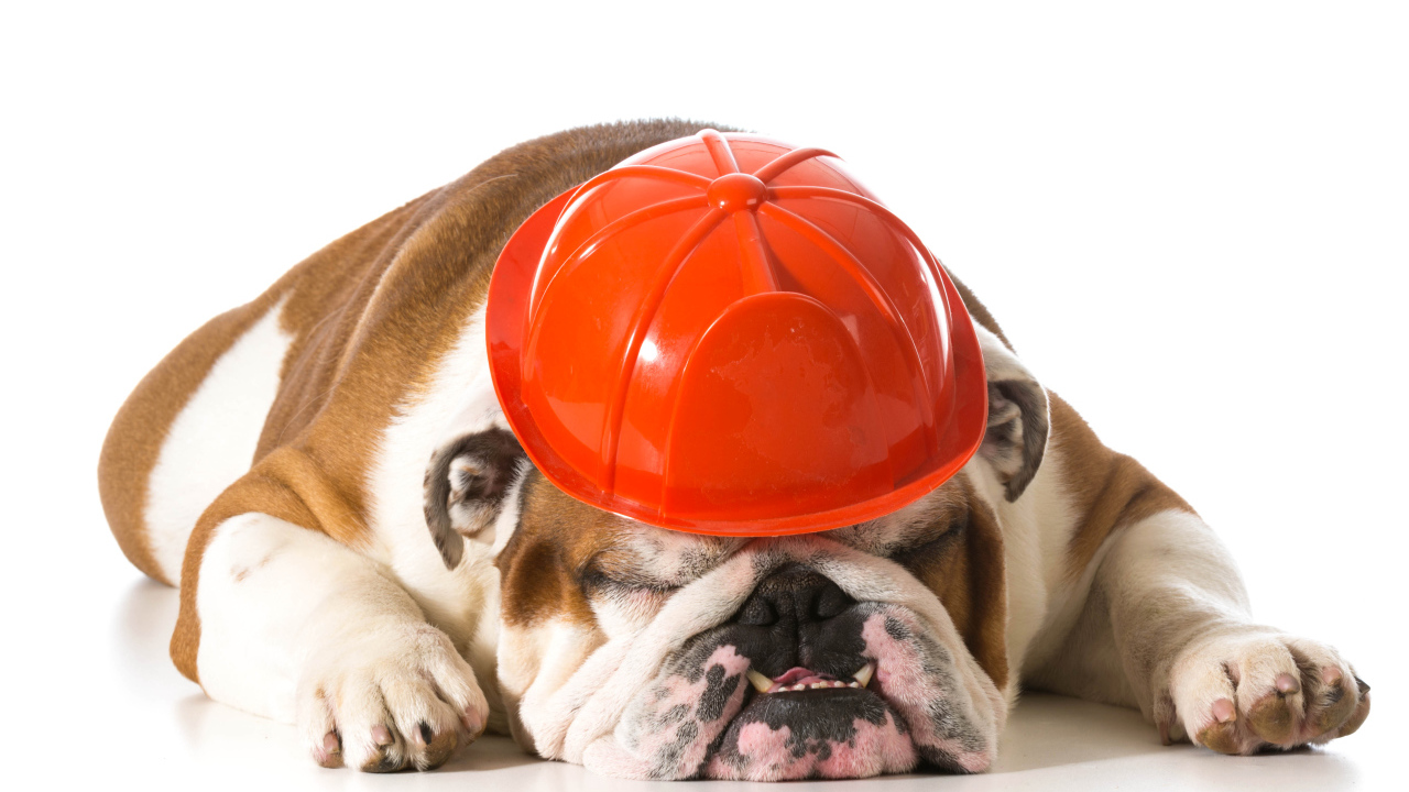 Спящий бульдог в каске на белом фоне