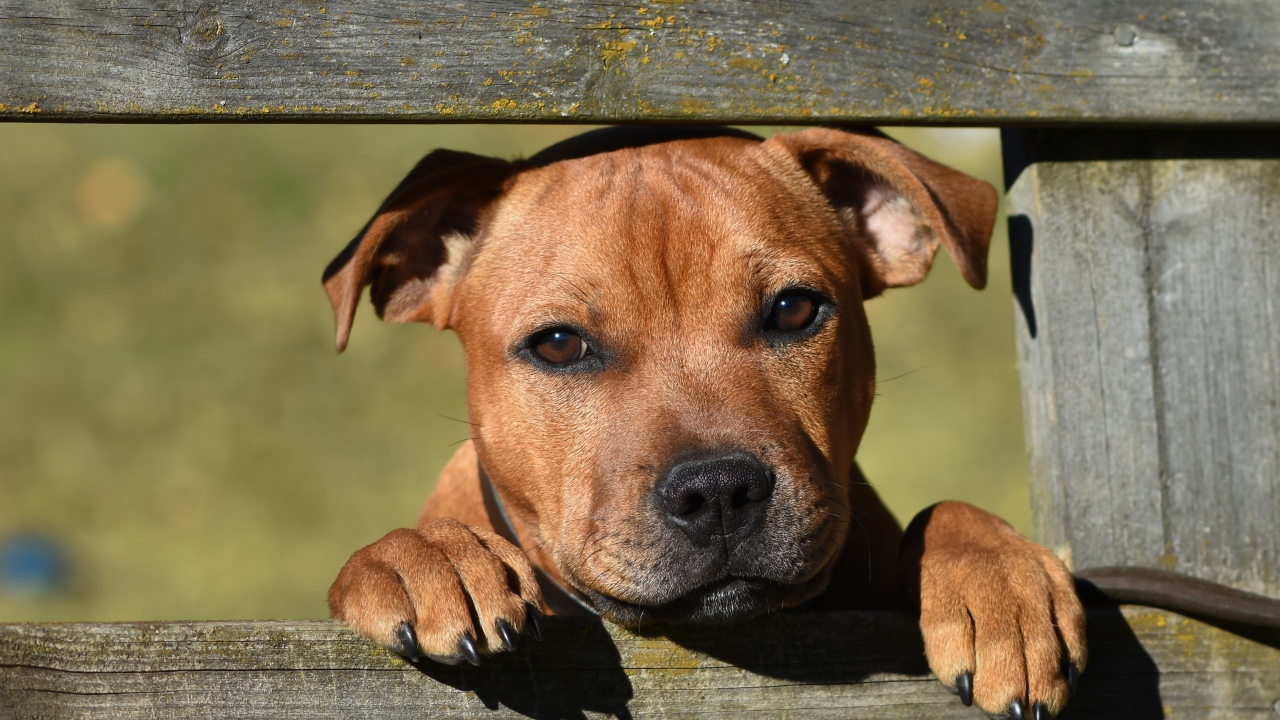 Маленький щенок породы стаффордширский бультерьер у забора
