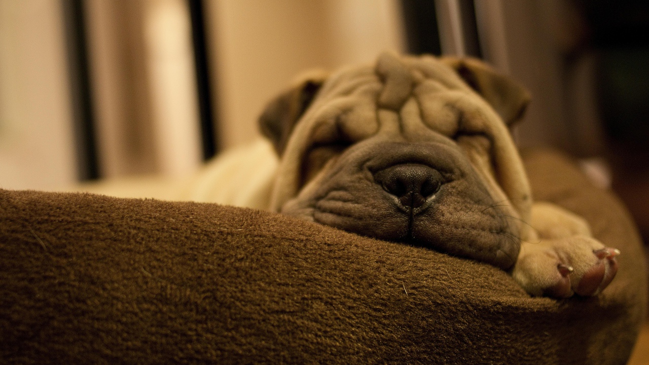 Маленький спящий щенок шарпея