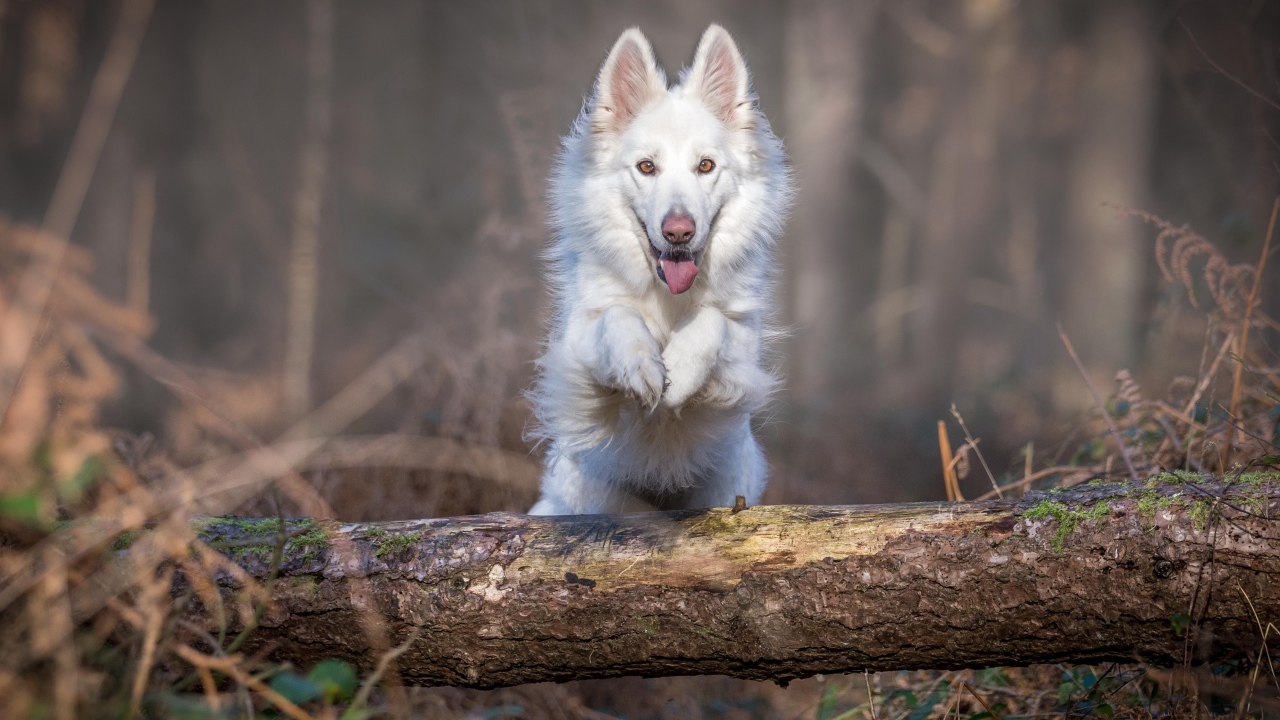 Белая овчарка перепрыгивает через упавшее дерево 