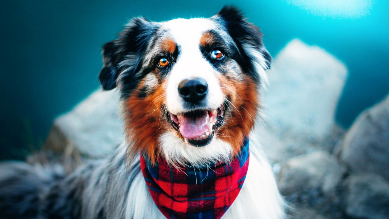 Австралийская овчарка с высунутым языком