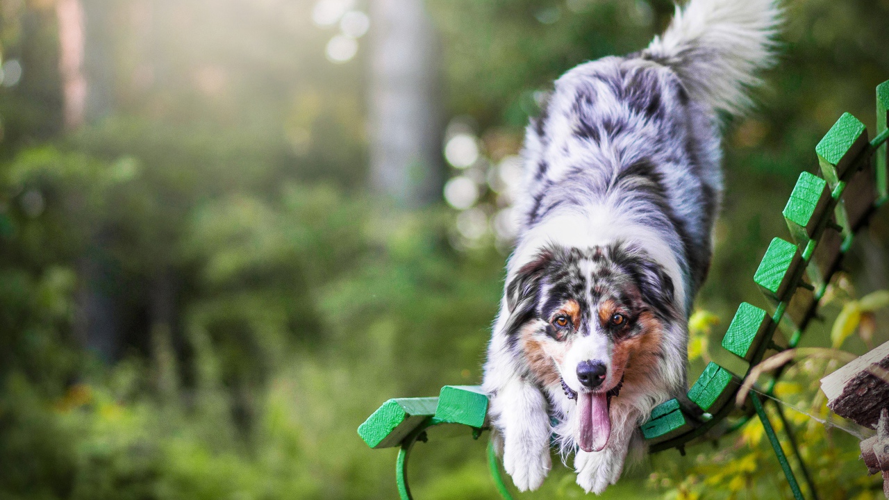 Австралийская овчарка с высунутым языком на лавке