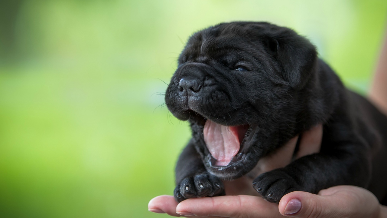 Черный милый щенок Кане-корсо зевает на руке