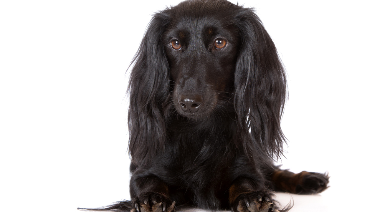 Черная такса на белом фоне