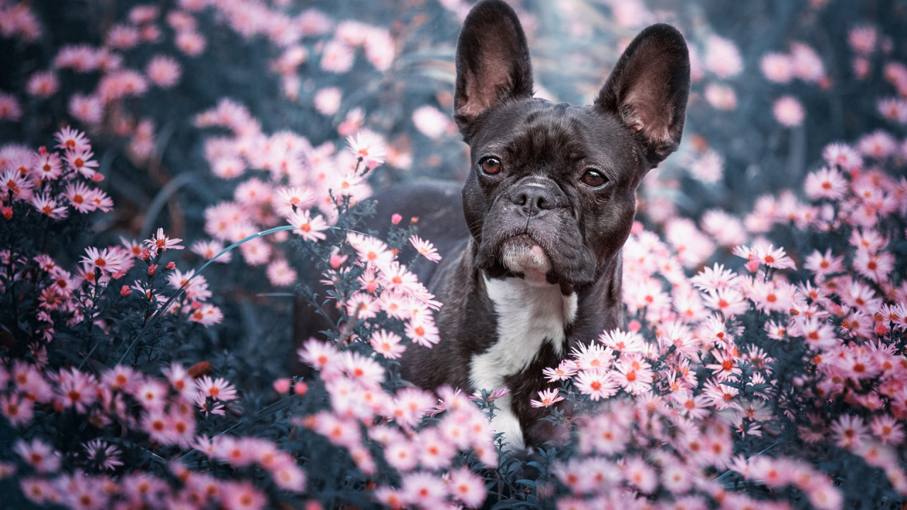Черный французский бульдог сидит в цветах 