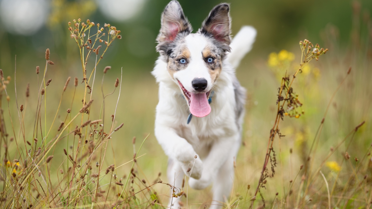 Голубоглазая собака породы бордер колли с высунутым языком бежит по траве