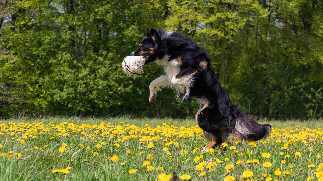 Собака породы бордер колли с мячом в зубах прыгает на поле с желтыми одуванчиками