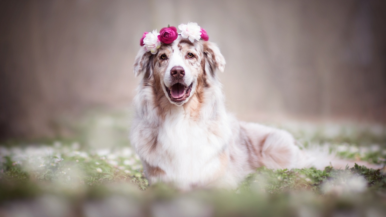 Веселая австралийская овчарка с венком на голове