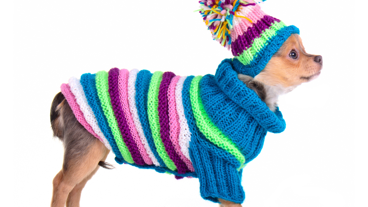 Чихуахуа в вязаном костюме на белом фоне