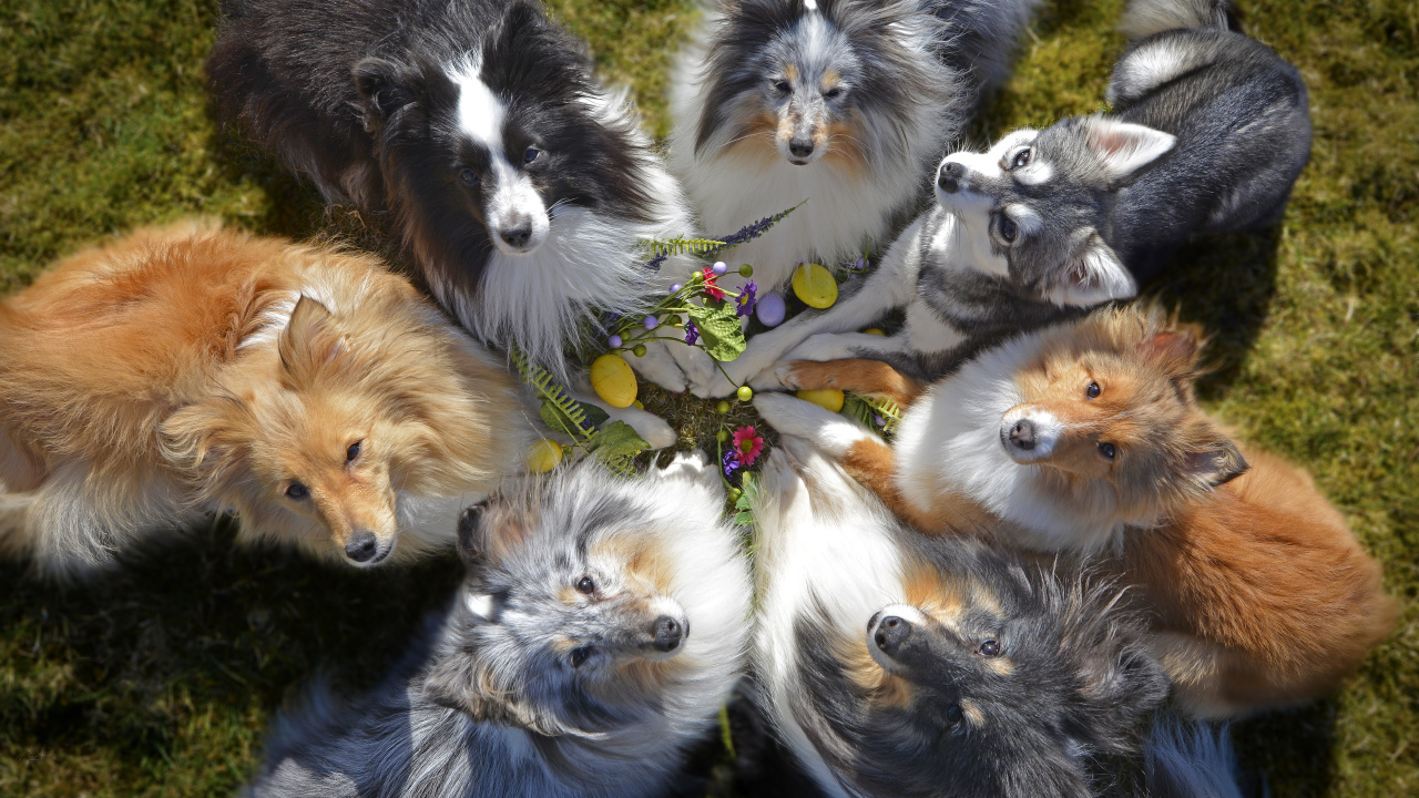 Собаки породы колли смотрят вверх