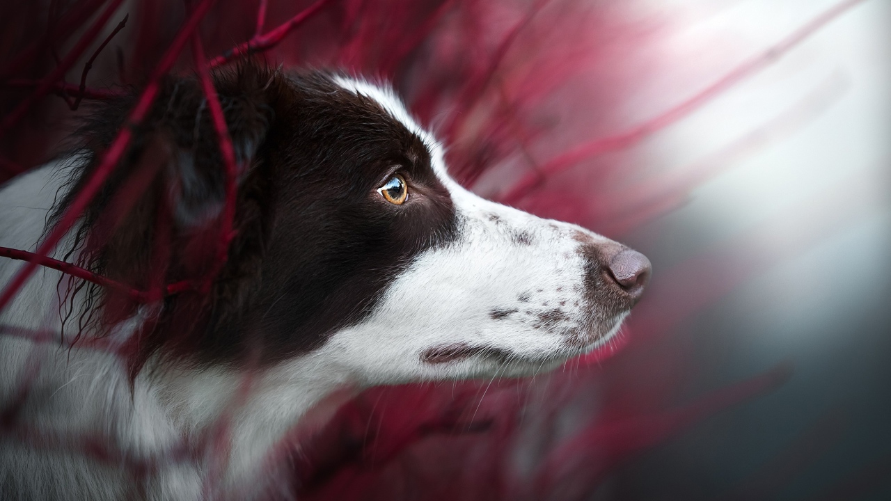 Любопытный взгляд  собаки породы бордер колли