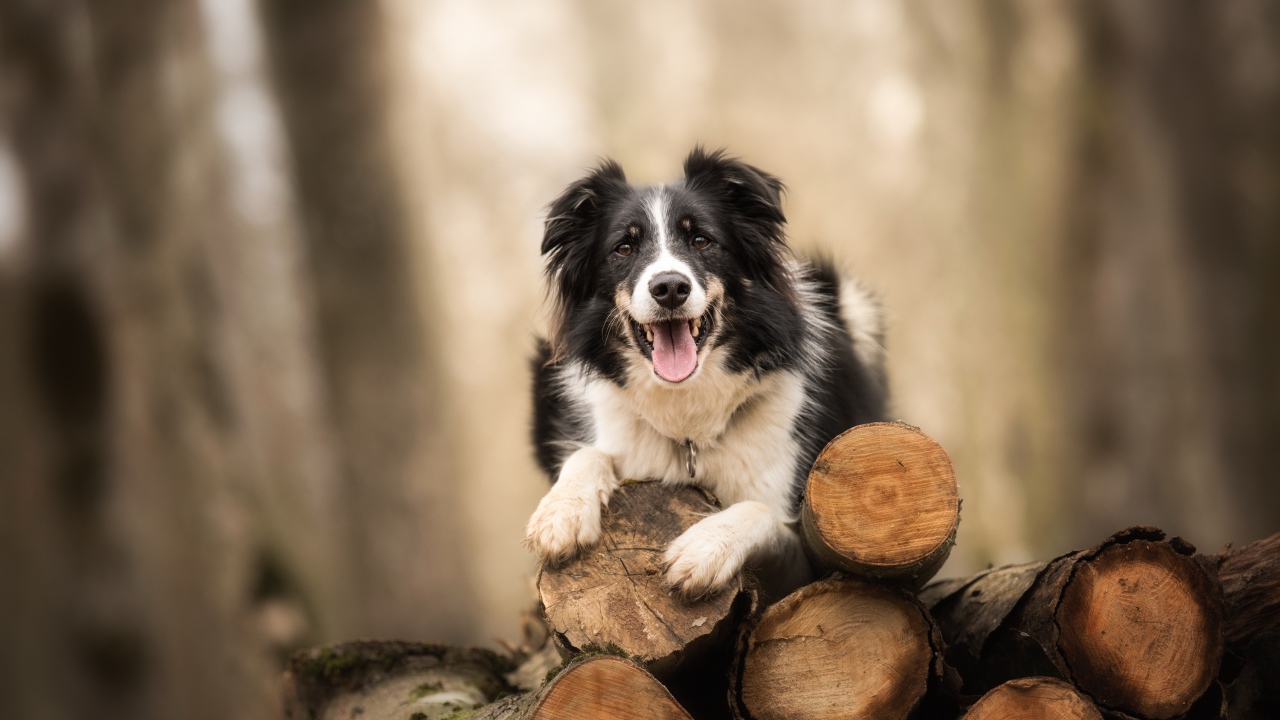 Собака породы бордер колли лежит на бревнах