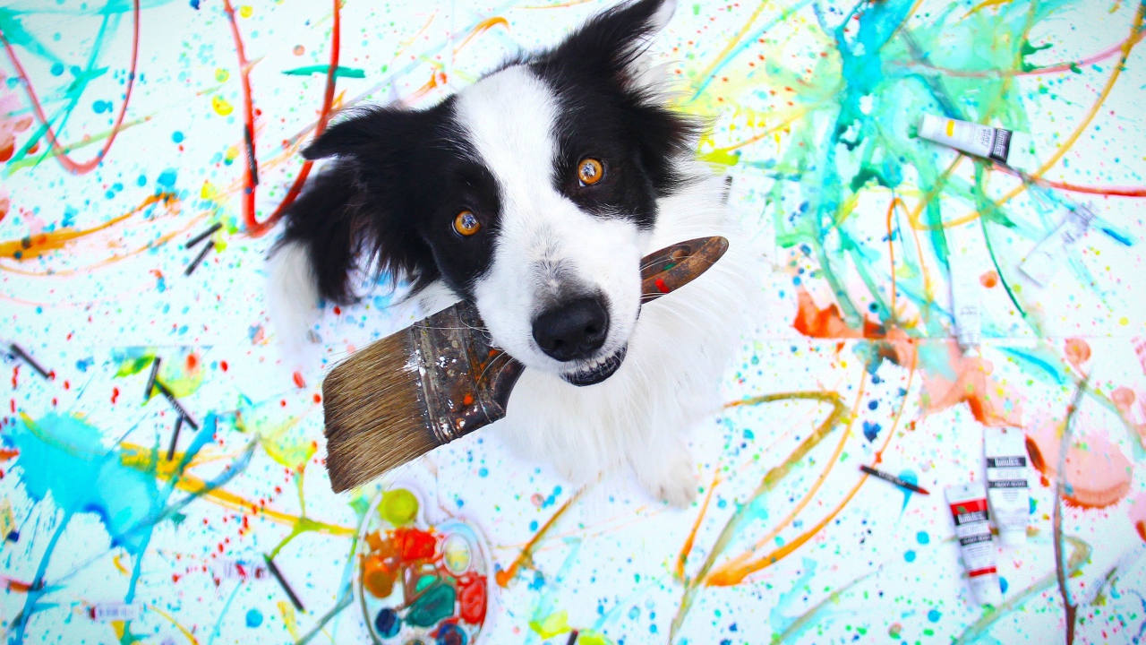 Собака породы бордер колли с кисточкой в пасти