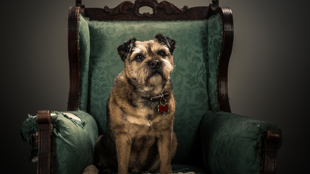 Собака породы Бордер-терьер сидит в кресле