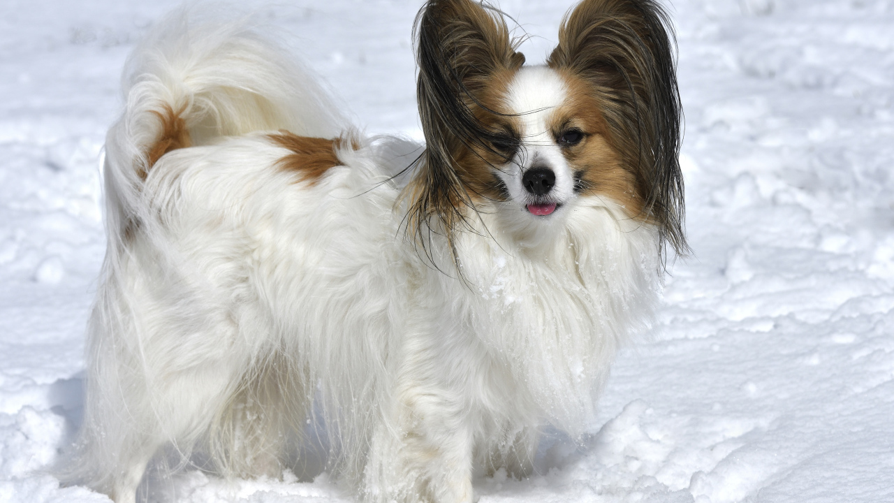 Пес породы Кинг-чарльз-спаниель стоит на снегу