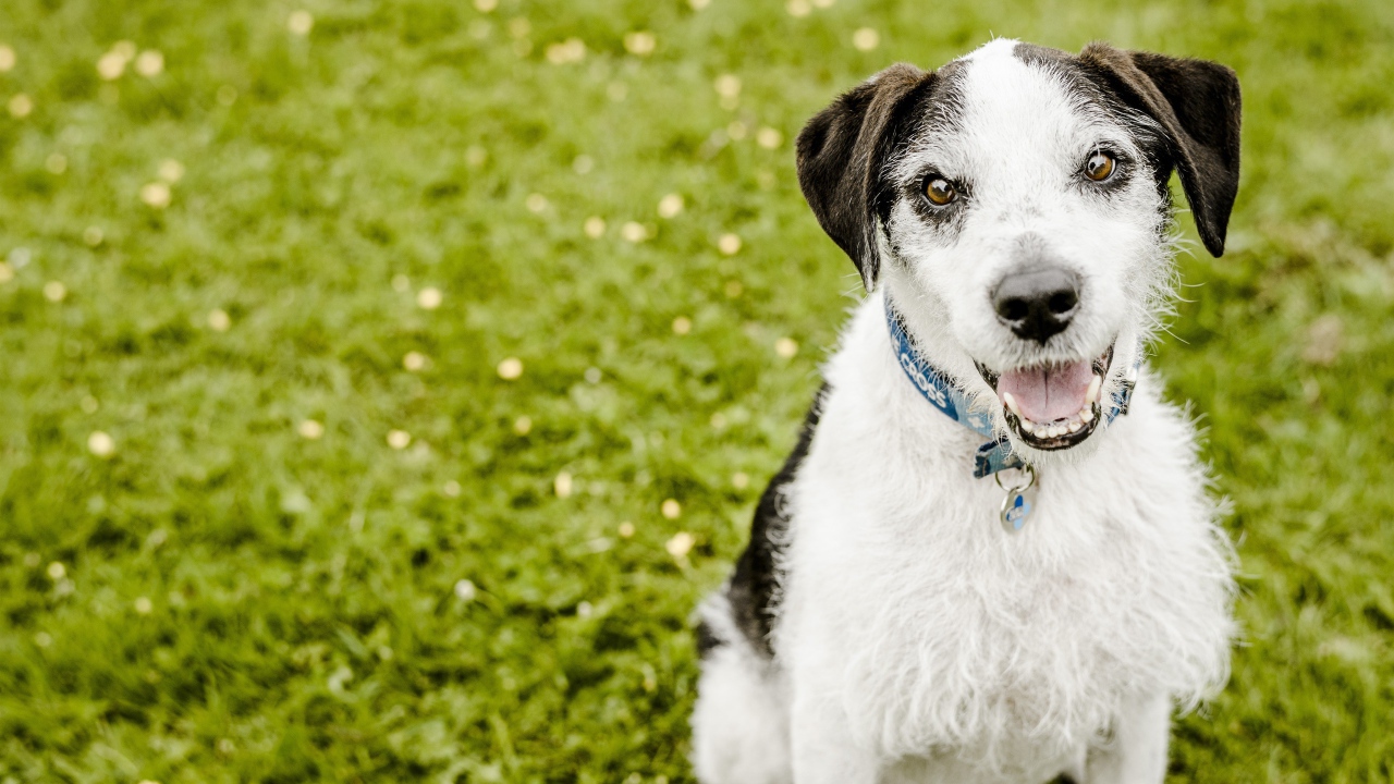 Пес с высунутым языком сидит на зеленой траве