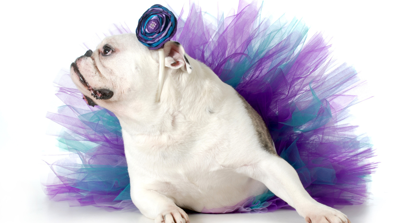 Английский бульдог в костюме на белом фоне