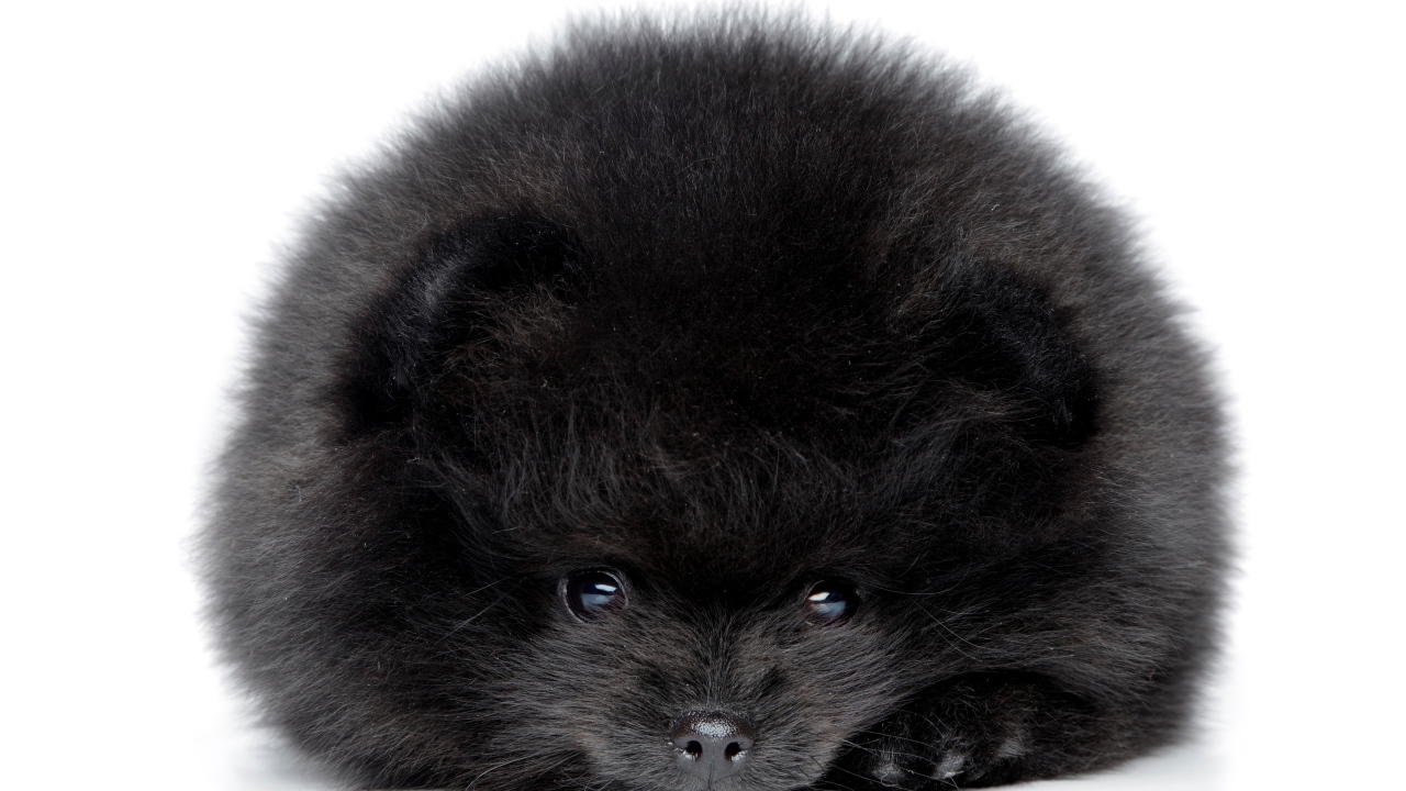 Пушистый черный померанский шпиц на белом фоне