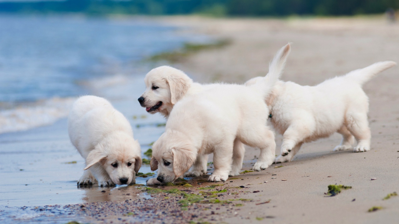Четыре маленьких белых щенка золотистого ретривера на пляже