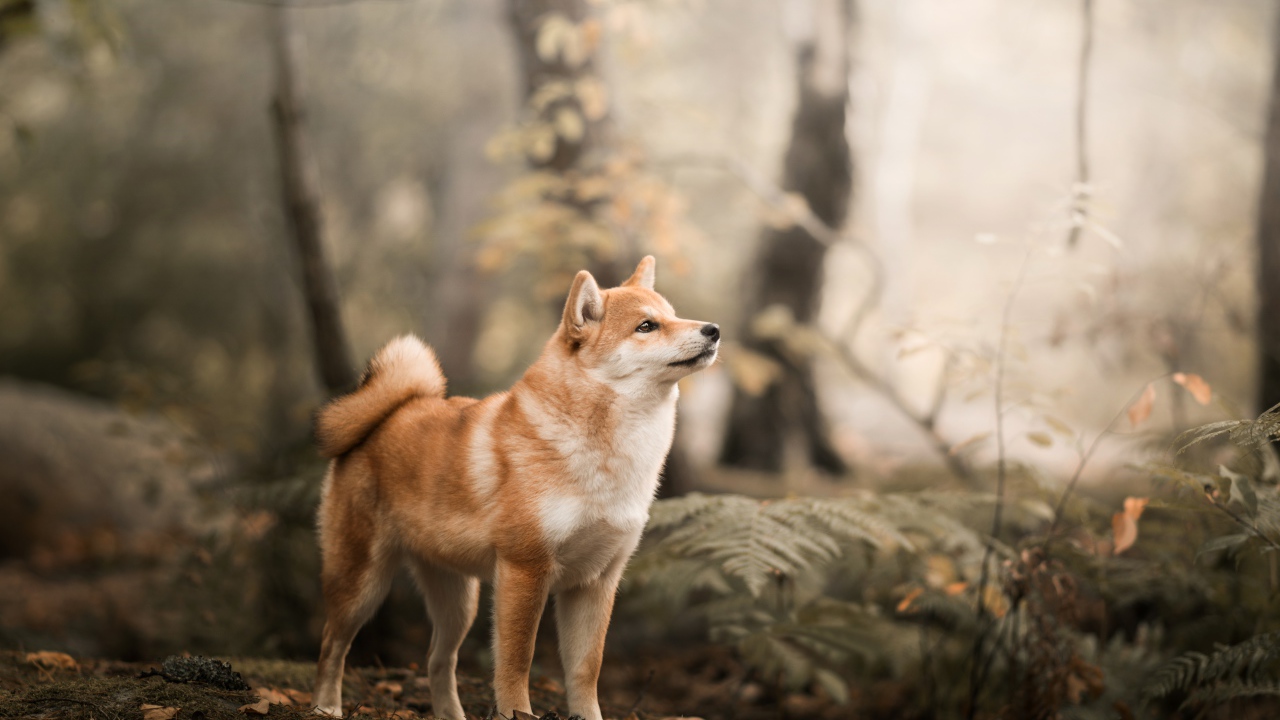 Забавный пес Акита в лесу