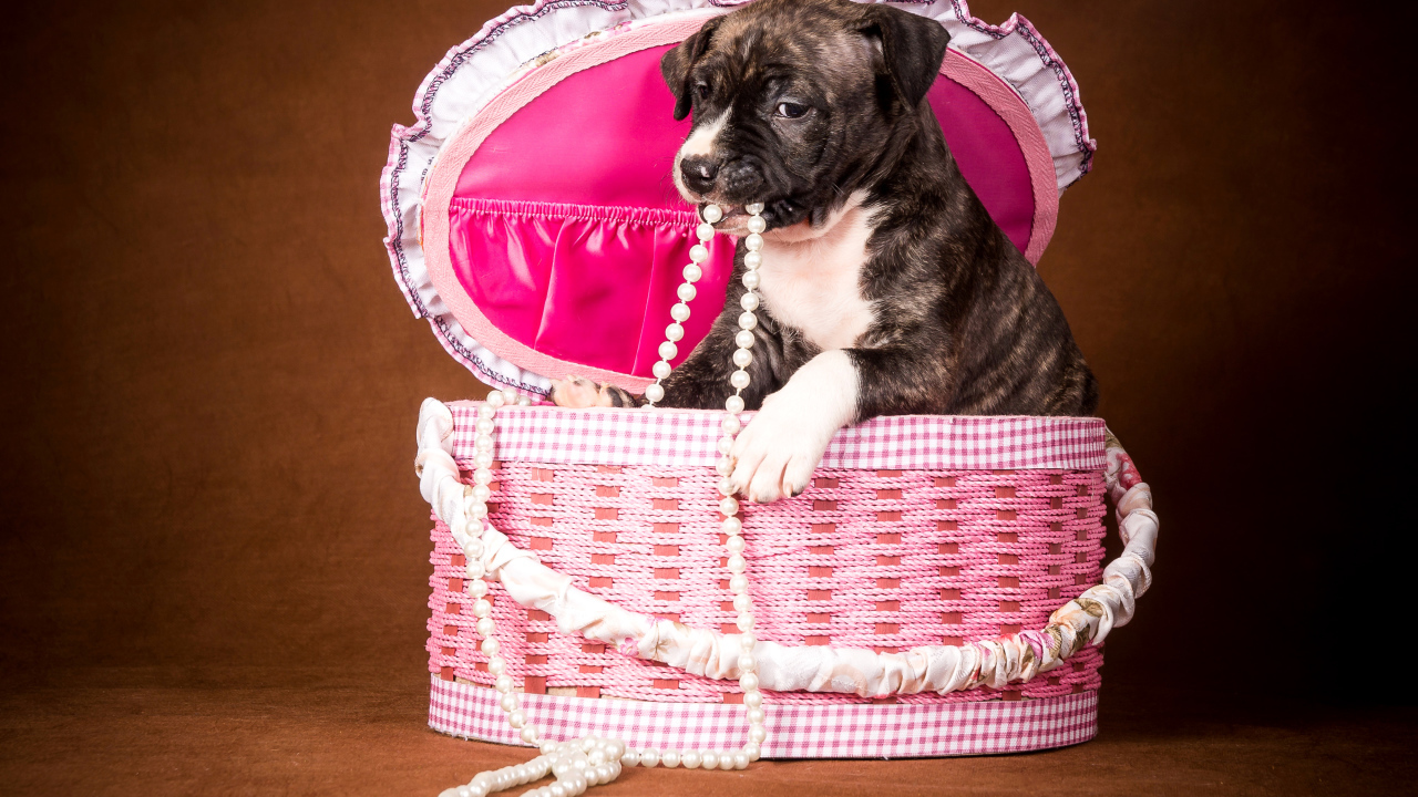 Забавный щенок в розовой корзине с бусами