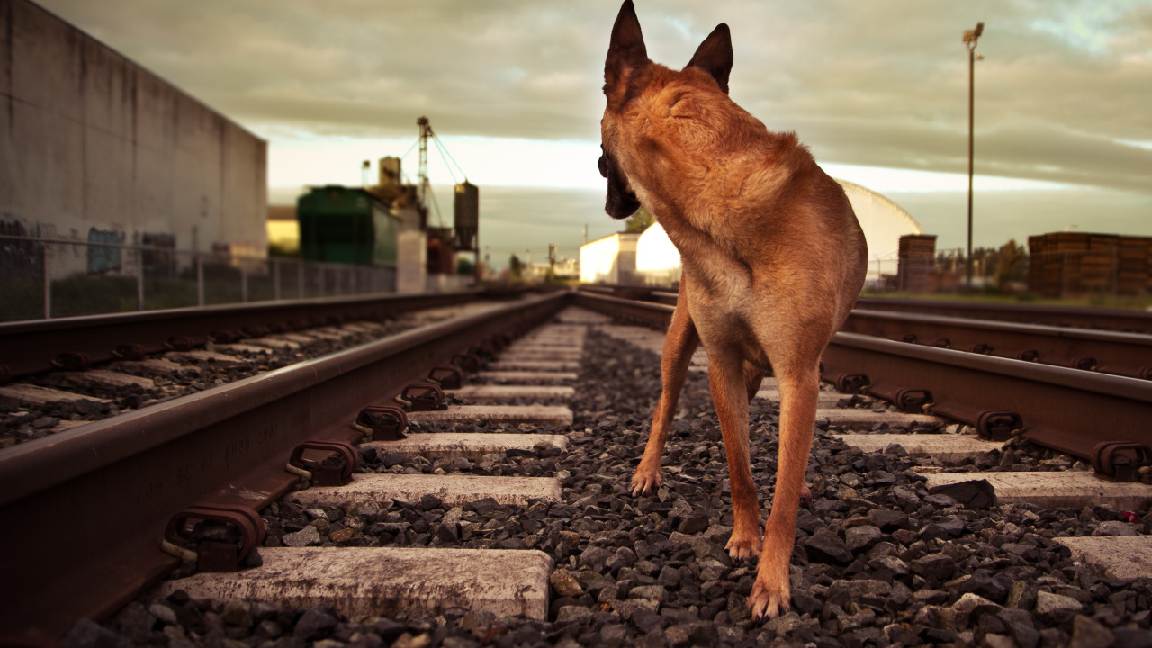 Немецкая овчарка бежит по железной дороге