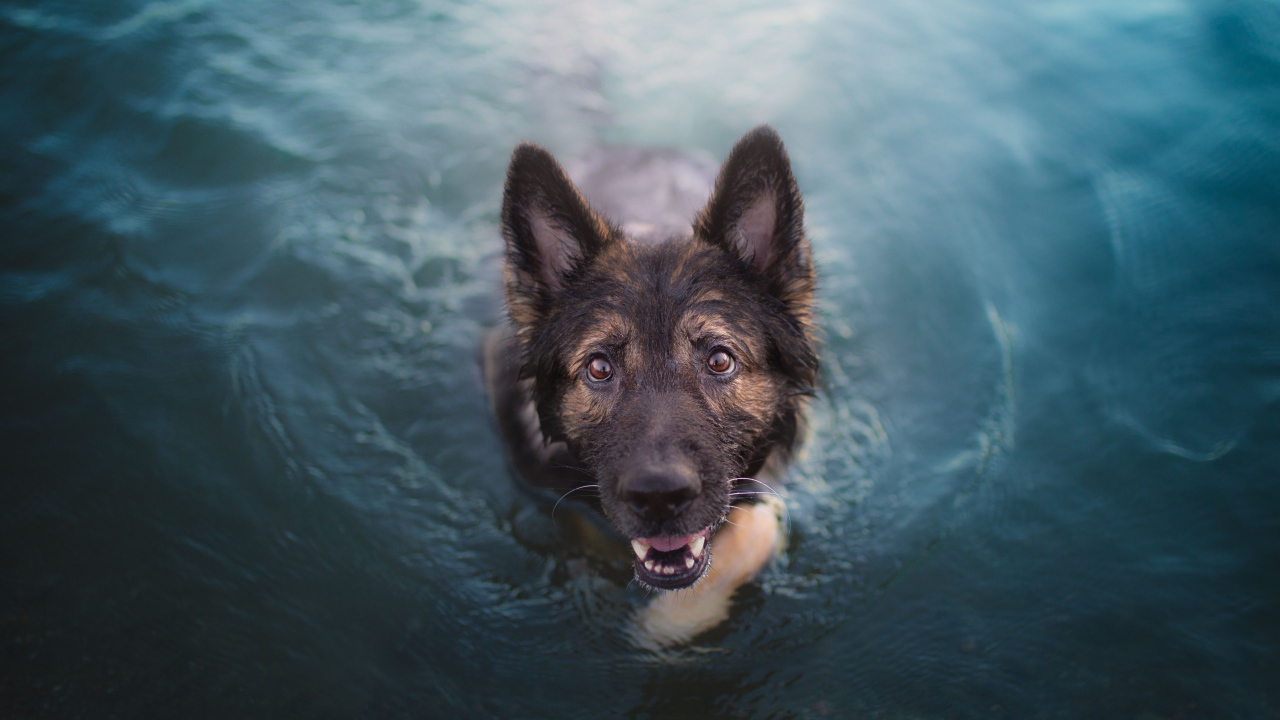 Немецкая овчарка в воде смотрит на  хозяина