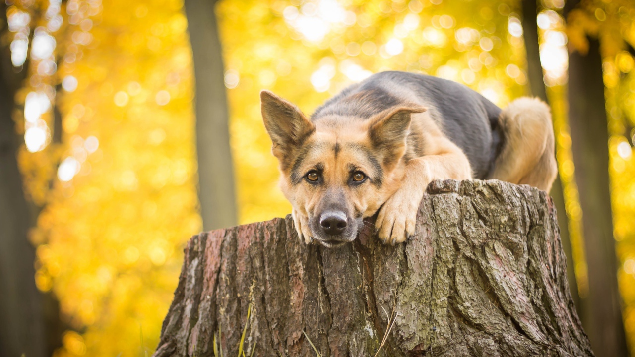 Немецкая овчарка лежит на пне