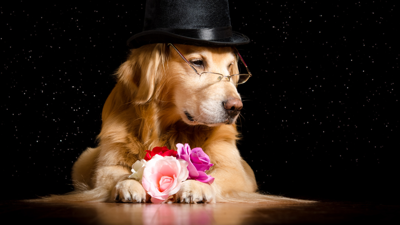 Золотистый ретривер в черной шляпе с цветами