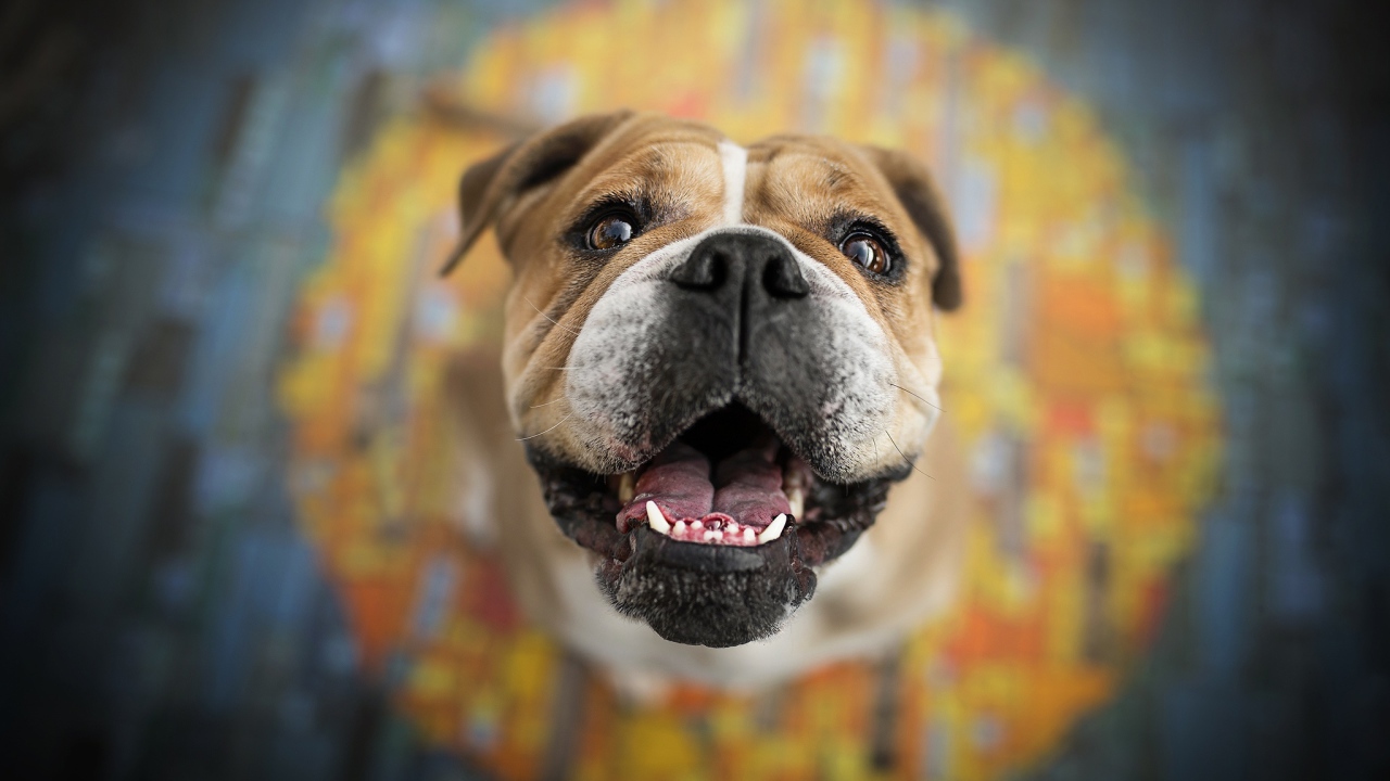 Довольная морда собаки породы боксер