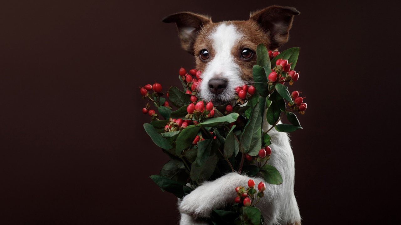 Джек рассел терьер с ягодами на коричневом фоне 