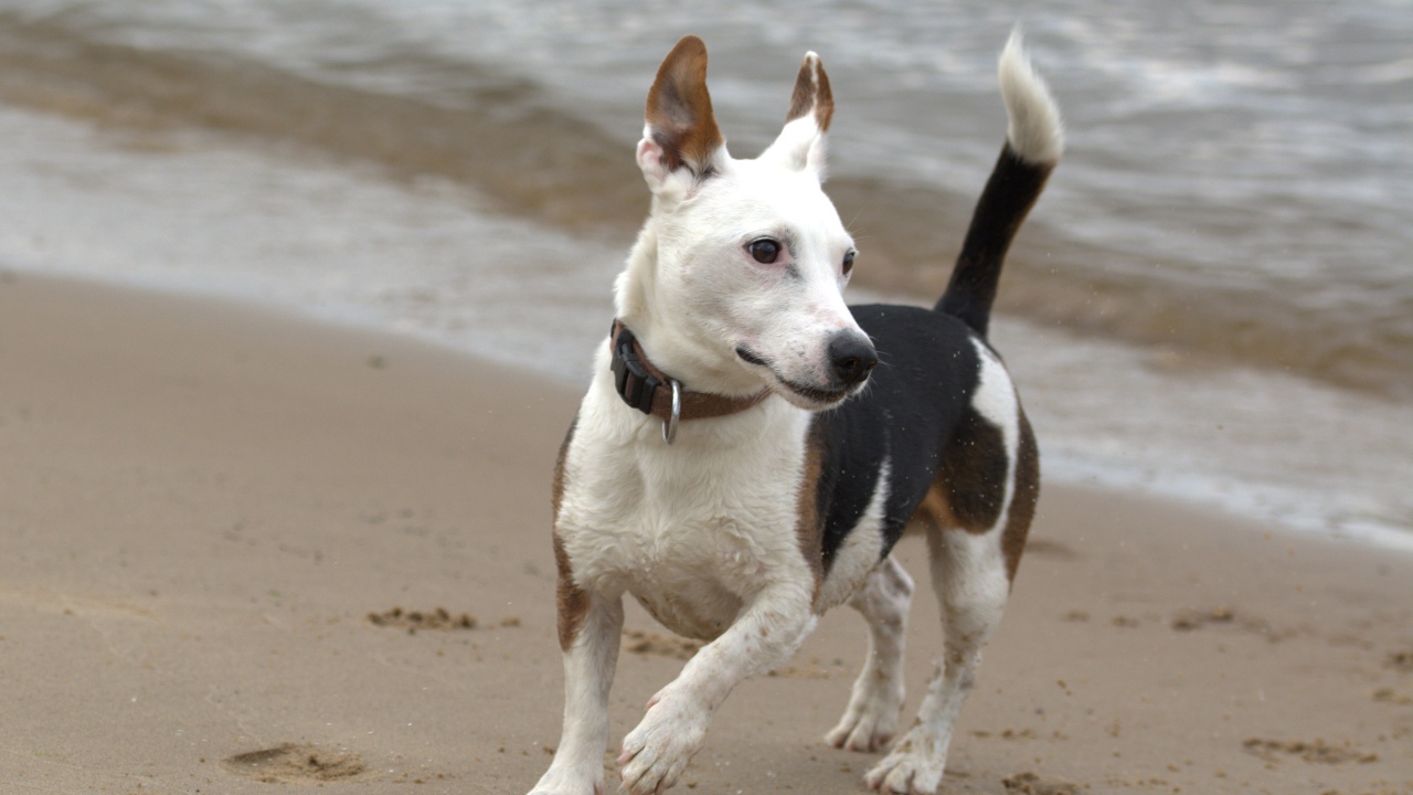 Джек рассел терьер гуляет по песку на пляже