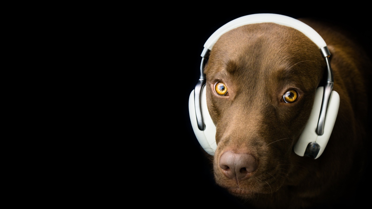Лабрадор в наушниках на черном фоне