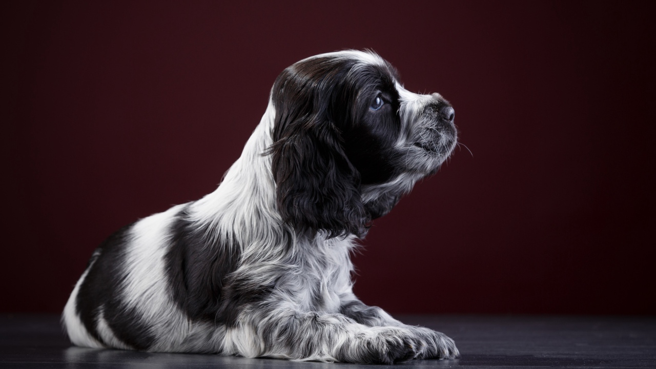 Маленький щенок английского спаниеля