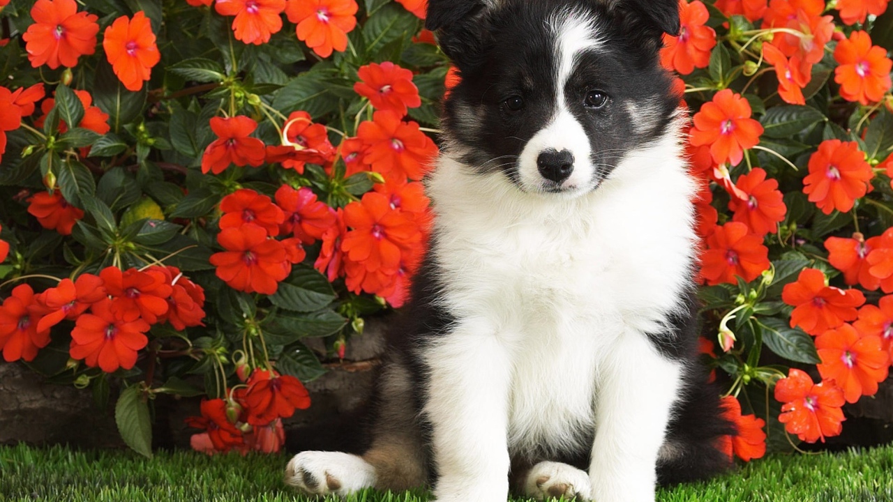Маленький щенок сидит в красных цветах