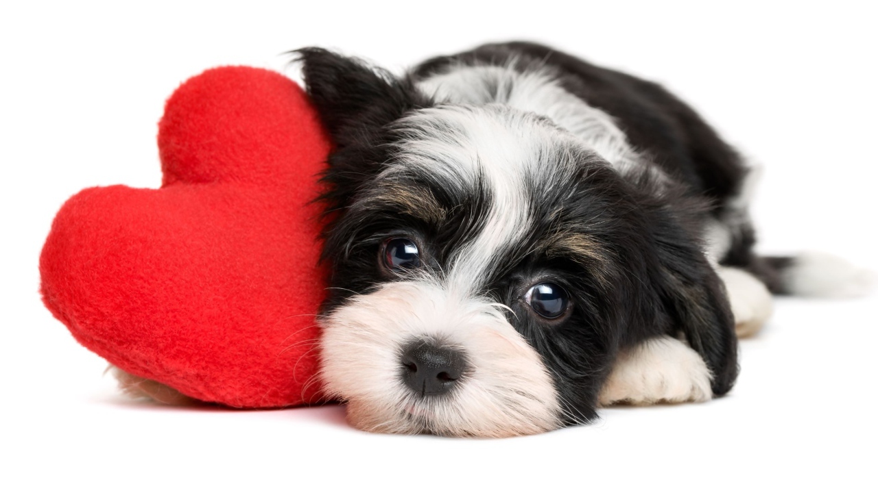 Маленький щенок с красным плюшевым сердцем на белом фоне