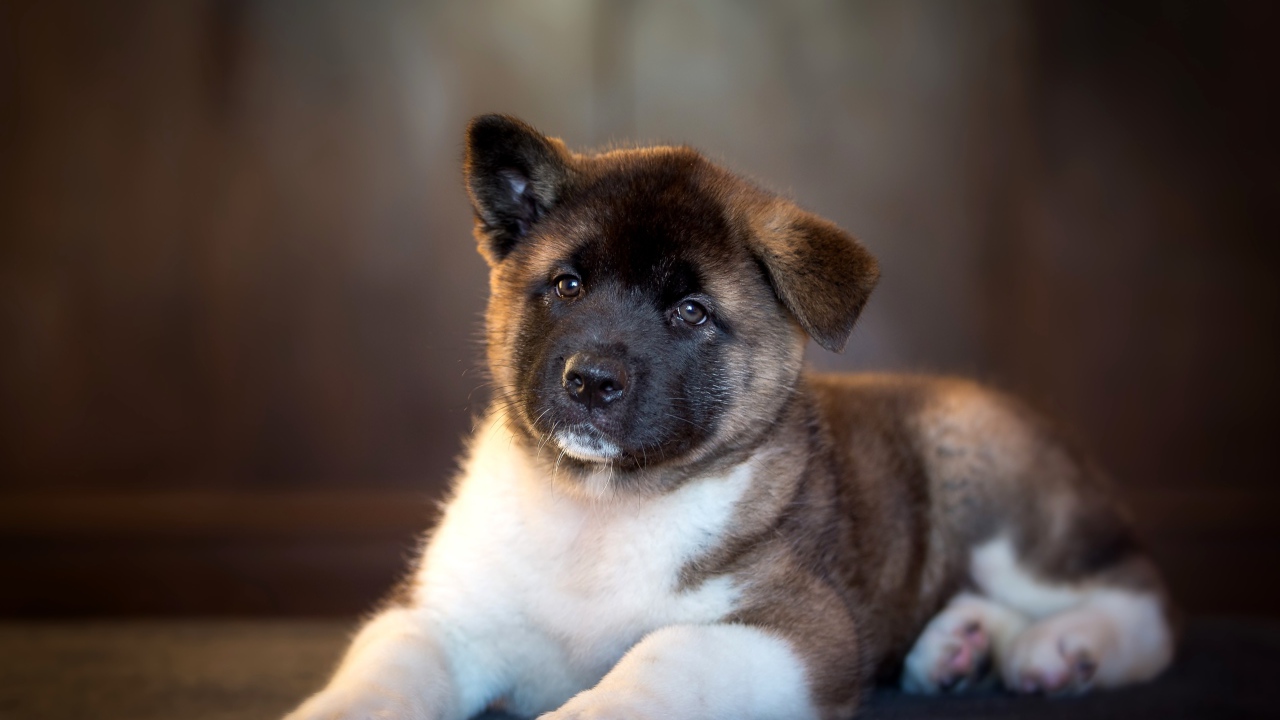 Милый щенок акита ину с опущенным ухом