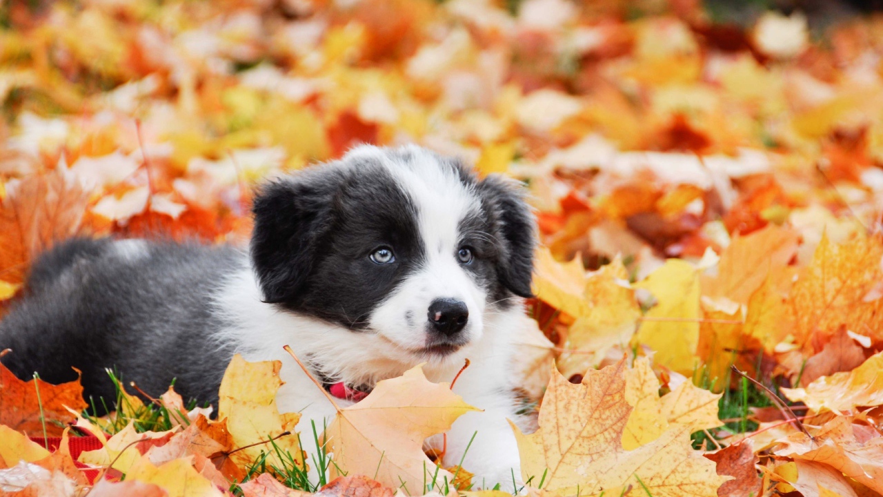 Щенок бордер колли лежит на опавшей листве
