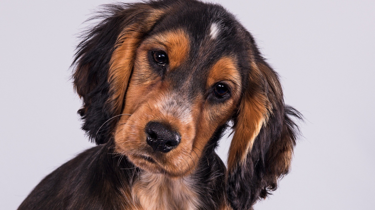 Щенок Кокер-Спаниеля на сером фоне