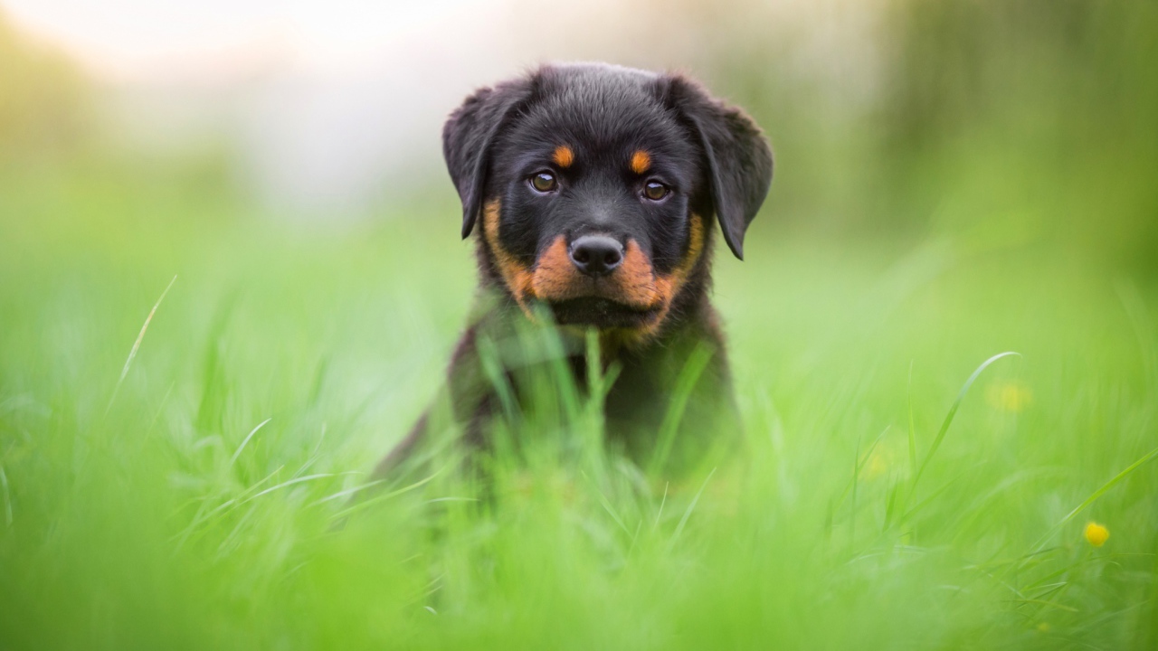 Щенок ротвейлера сидит в зеленой траве