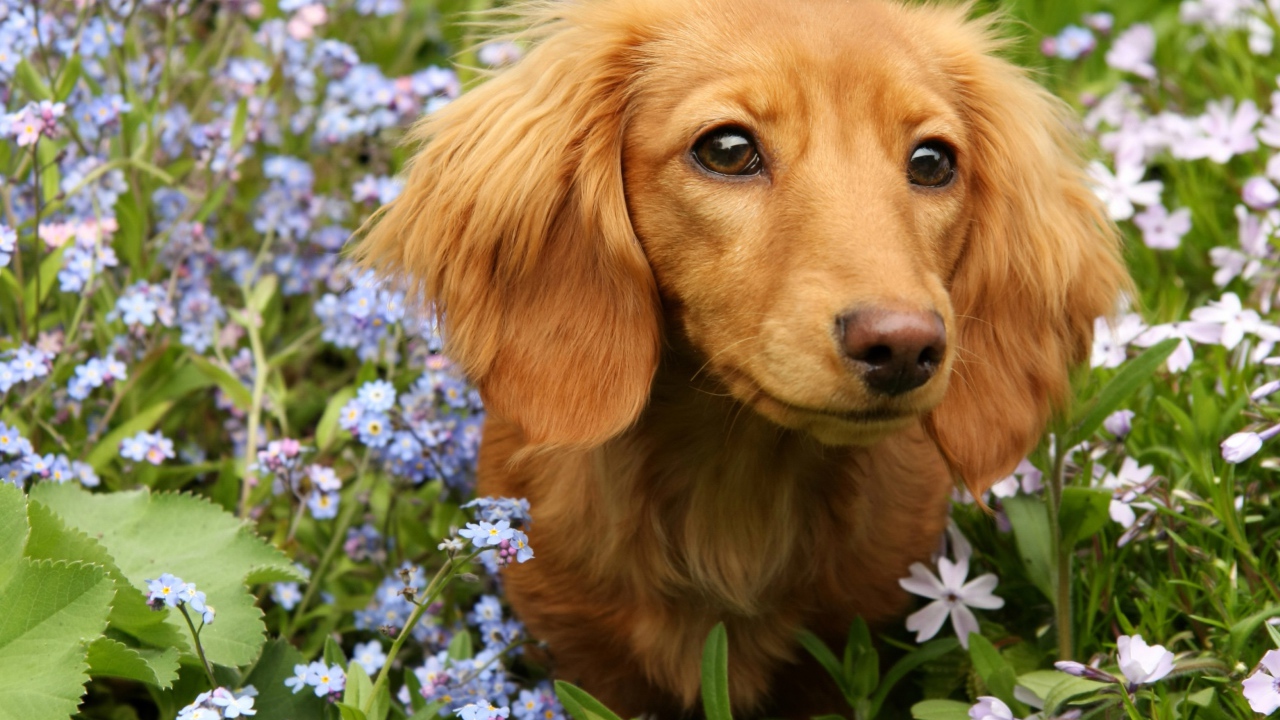 Грустная такса сидит в голубых цветах