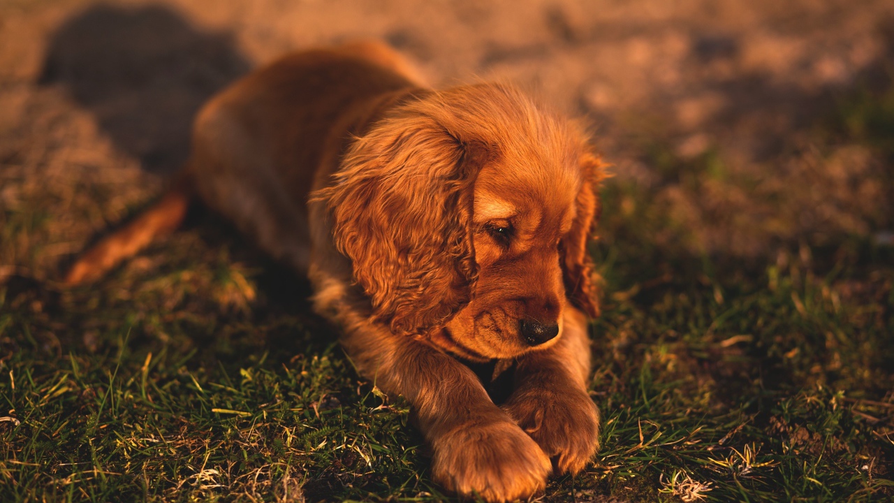 Грустный щенок кокер спаниеля лежит на траве