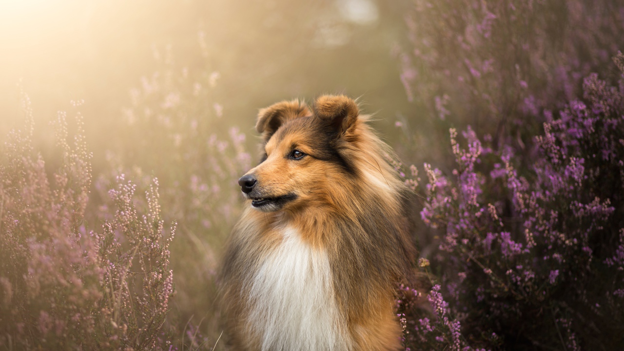 Собака породы шелти в цветах