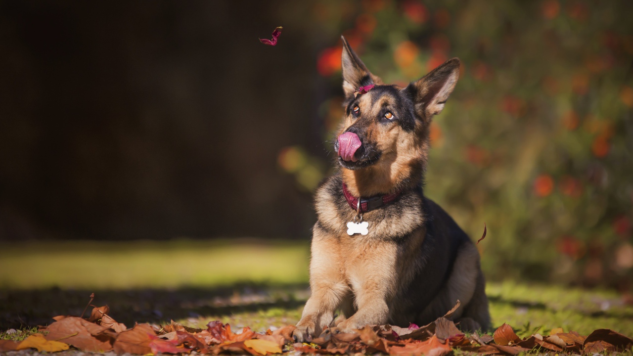 Немецкая овчарка с высунутым языком сидит на желтой листве