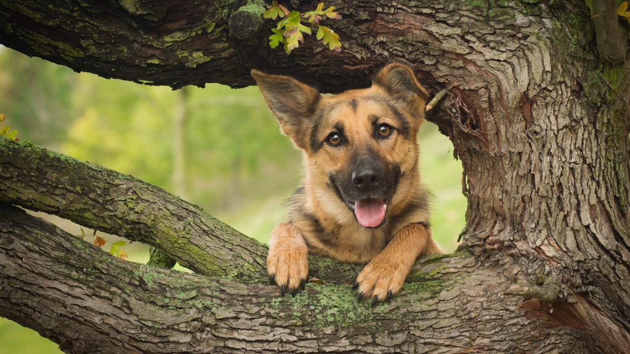 Немецкая овчарка с высунутым языком стоит у дуба