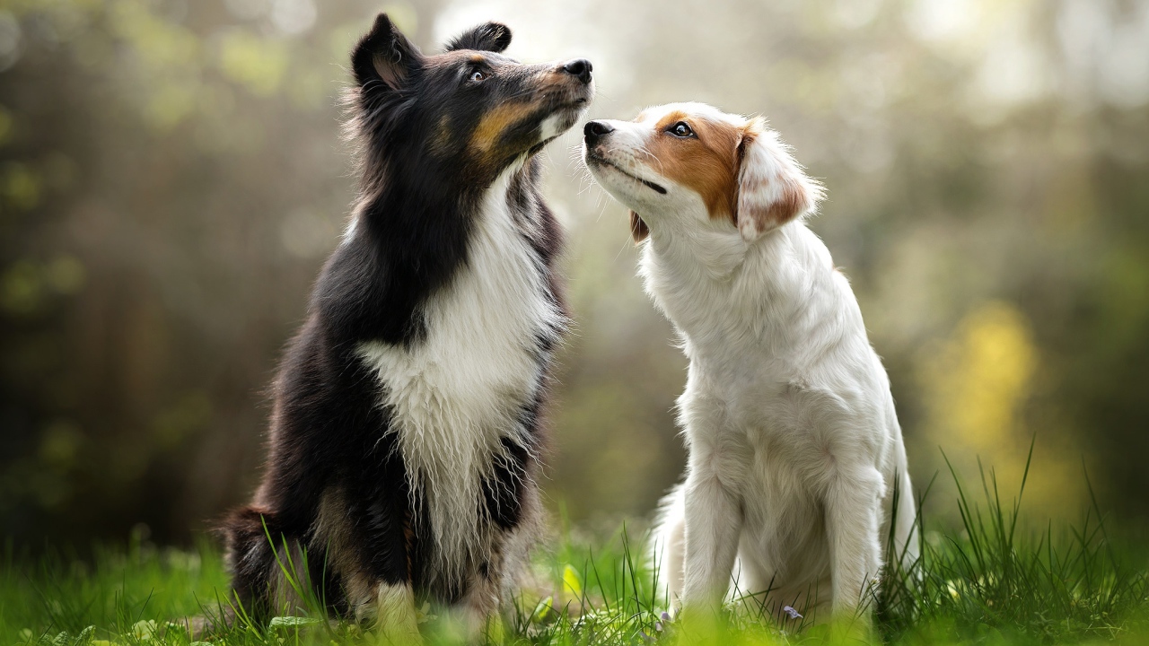 Две собаки породы бордер колли сидят на траве 