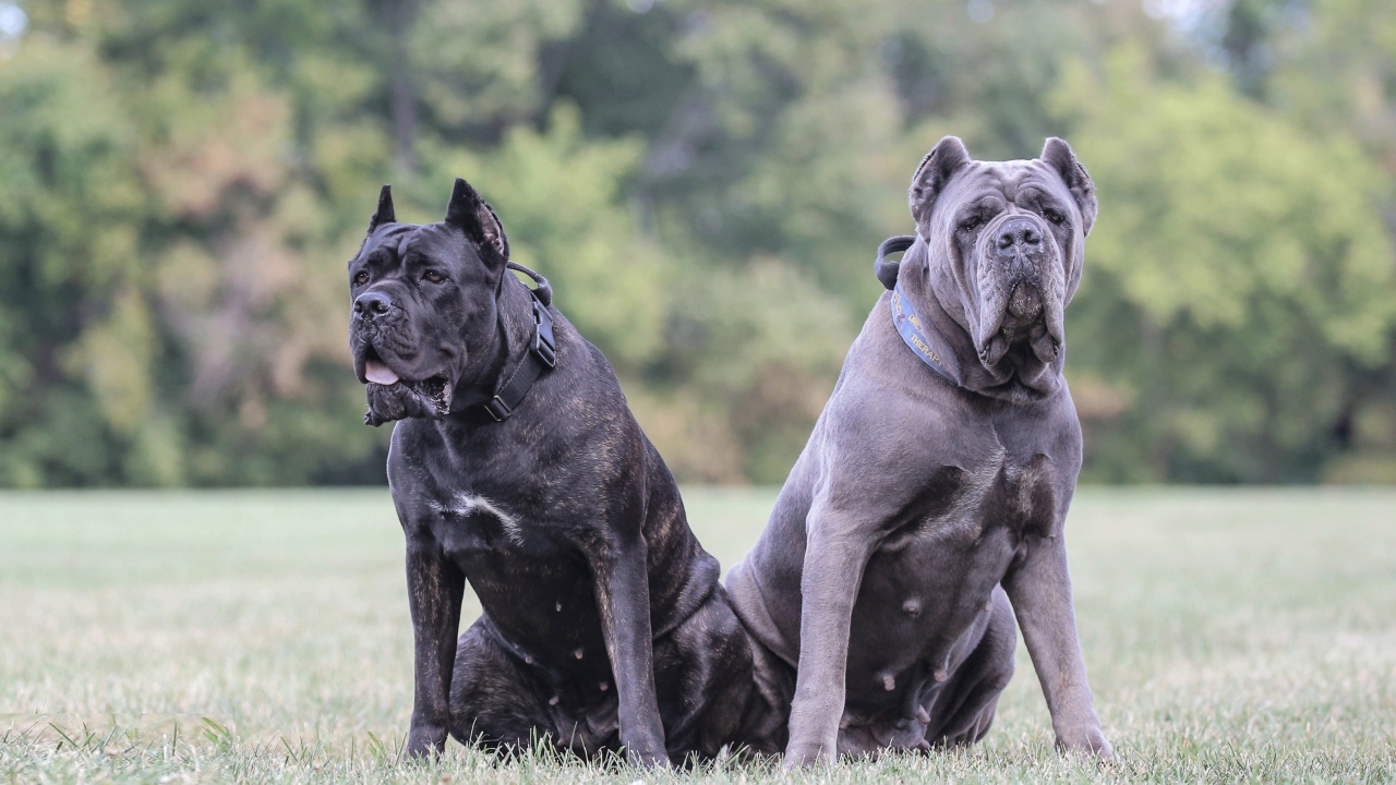 Два больших пса породы Кане-корсо на траве