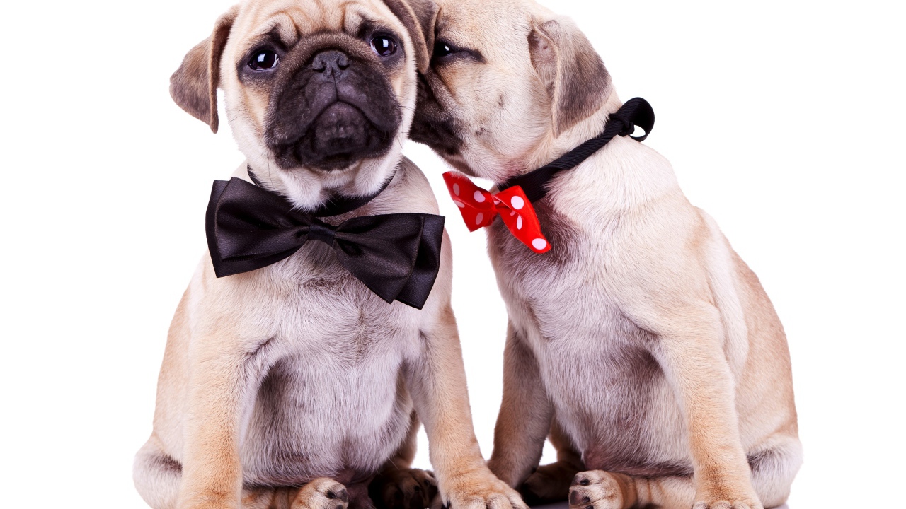 Два милых щенка мопса на белом фоне