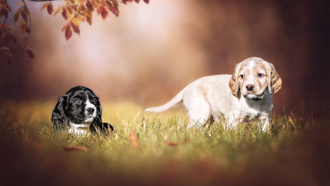 Два маленьких щенка спаниеля в зеленой траве 